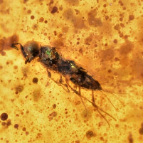 Fossilien-Bernstein Inkluse aus Myanmar mit Wespe