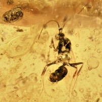 Fossilien Kopal aus Kolumbien mit Ameisen Inkluse