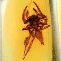 Fossilien Spinnen Inkluse im jungen Bernstein Kopal aus Kolumbien