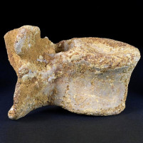 Fossilien Saurier Wirbelknochen Kem Kem Becken Marokko