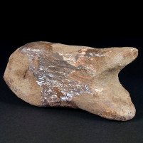 Versteinerter Dinosaurier Fußknochen aus der Kreidezeit