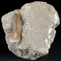 Fossilien Plesiosaurier Zahn aus der Kreidezeit Zarafasaura oceanis