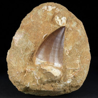 Versteinerter Mosasaurus Zahn Prognathodon sp. aus der Oberkreide