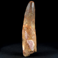 Gut erhaltener versteinerter Raubsaurier Zahn Spinosaurus