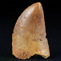 Versteinerter Raubsaurier Zahn von Carcharodontosaurus saharicus