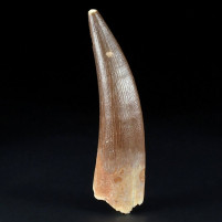 Plesiosaurus Zahn Kreidezeit von Marokko