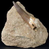 Fossilien Plesiosaurus Zahn aus der Kreidezeit von Marokko