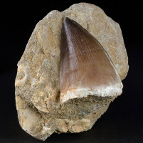 Versteinerter Mosasaurus Zahn aus der Oberkreide von Marokko