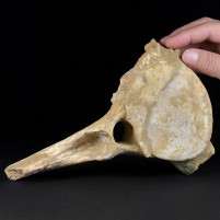 Versteinerter Plesiosaurus Wirbelknochen aus der Kreidezeit