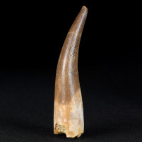 Fossilien Elasmosaurier Plesiosaurus Zahn aus Marokko