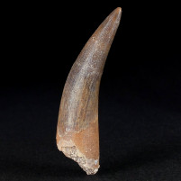 Schöner versteinerter Plesiosaurus Zahn aus der Kreidezeit