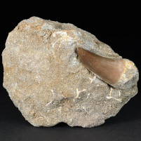 versteinerter Mosasaurus Zahn aus der Kreidezeit von Marokko