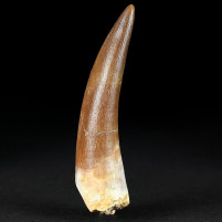 Plesiosaurus Zahn Zarafasaura aus der Kreidezeit