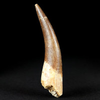 Versteinerter Reptilien Zahn Plesiosaurus aus der Kreidezeit