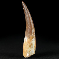 Versteinerter Plesiosaurus Zahn von Zarafasaura oceanis