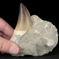 Sehr schöner versteinerter Mosasaurus Zahn zum Kaufen
