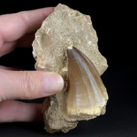 Schöner, großer Mosasaurus Zahn Prognathodon aus der Kreidezeit