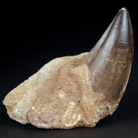 Sehr schöner, großer versteinerter Mosasaurus Zahn zum Kaufen