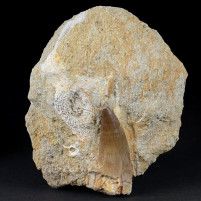 Fossilien Mosasaurus Zahn aus der Kreidezeit