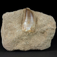 Fossilien online versteinerter Mosasaurus Zahn