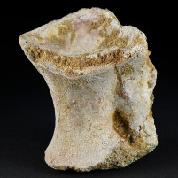 Versteinerter Saurier Knochen aus der Kreidezeit von MArokko