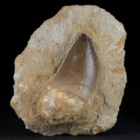 Fossilien aus Marokko versteinerter Mosasaurus Zahn