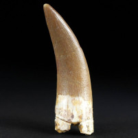 Plesiosaurier Zahn Zarafasaura aus der Kreidezeit zum Kaufen
