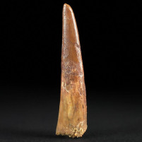 Seltener versteinerter Flugsaurier Zahn von Coloborhynchus moroccensis