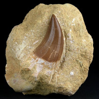 Schöner versteinerter Reptilien Zahn Mosasurus Prognathodon