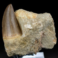 Schöner versteinerter Mosasaurus Zahn aus der Kreidezeit