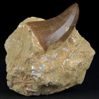 Seltener versteinerter reptilien Zahn von Mosasaurus hoffmanni