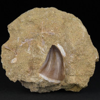 Mosasaurus Zahn aus der Oberkreide von Marokko