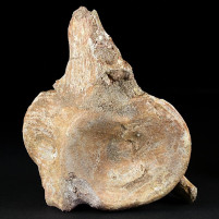Versteinerter Wirbelknochen von Plesiosaurier Zarafasaura oceanis