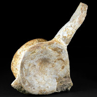 Versteinerter Plesiosaurier Wirbelknochen aus der Kreidezeit