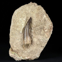 Fossilien Plesiosaurus Zahn aus der Oberkreide von Marokko