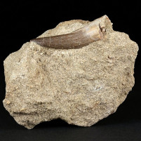 Versteinerter Plesiosaurus Zahn aus der Kreidezeit
