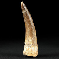 Fossilien versteinerter Plesiosaurus Zahn Zarafasaura oceanis