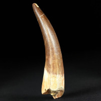 Versteinerter Plesiosaurus Zahn Kreidezeit online kaufen