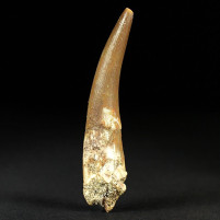 Versteinerter Plesiosaurus Zahn von Zarafasaura oceanis Kreidezeit