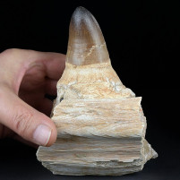 Versteinerter Mosasaurus Zahn Prognathodon curii auf Kieferknochen
