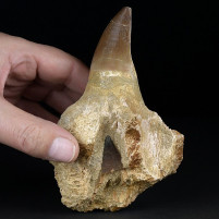 Versteinerter Mosasaurus Kiefer mit nachwachsenden Zahn