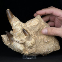 Versteinerter Mosasaurus Kiefer mit nachwachsenden Zähnen