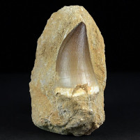 Versteinerter Reptilien Zahn von Mosasaurus Prognathodon sp. Oberkreide Marokko