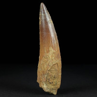 Versteinerter Spinosaurus Zahn aus der Kreidezeit online kaufen