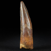Versteinerter Spinosaurus Zahn aus der Kreidezeit von Marokko