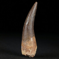 Versteinerter Plesiosaurus Zahn aus der Oberkreide Zarafasaura oceanis