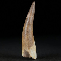 Versteinerter Plesiosaurus Zahn Zarafasaura oceanis