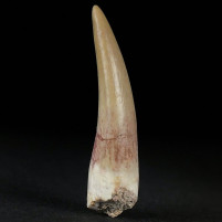 Gut erhaltener versteinerter Plesiosaurus Zahn aus der Kreidezeit