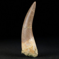 Plesiosaurus Zahn aus der Oberkreide von Marokko zum Kaufen 