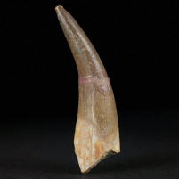 Zarafasaura oceanis versteinerter Reptilien Zahn  Plesiosaurus